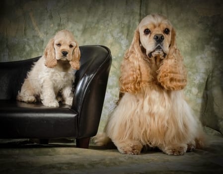 american cocker spaniel father and puppy
