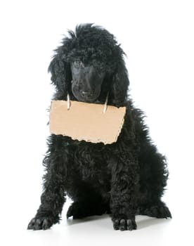 dog with a message - standard poodle wearing cardboard sign around neck looking at viewer isolated on white background