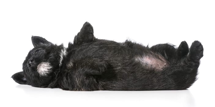 puppy laying upside down on back - scottish terrier 4 weeks old