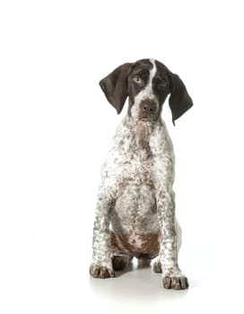 german shorthaired pointer puppy looking up isolated on white background- female