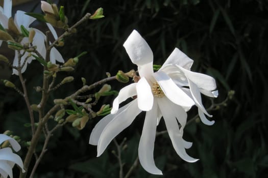 Star magnolia - Magnolia stellata