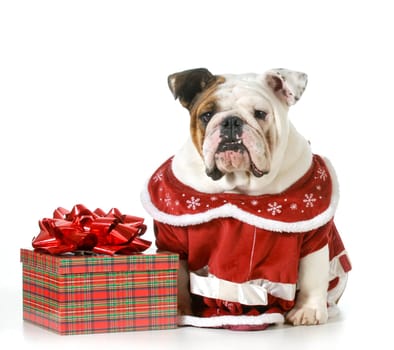 christmas dog - english bulldog dressed in red sitting beside present isolated on white