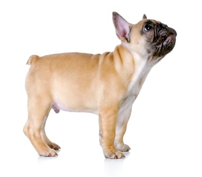 french bulldog puppy standing looking up isolated on white - fawn with black mask
