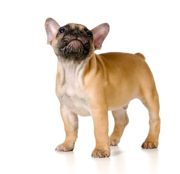 french bulldog puppy looking up isolated on white background