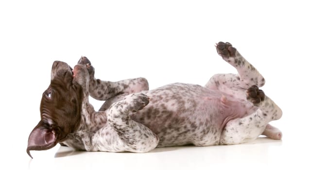 silly puppy - german shorthaired puppy rolling on back isolated on white background