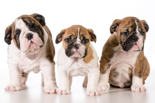 bulldog puppies looking at viewer - 8 weeks old