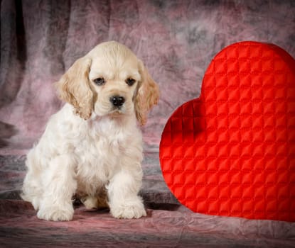 valentine puppy - cocker spaniel sitting beside a heart
