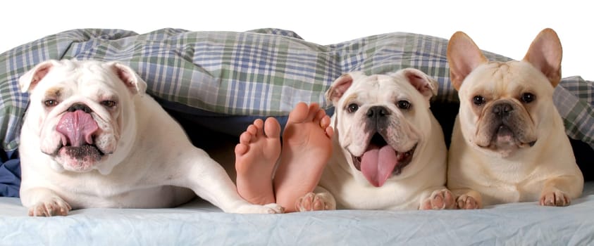 dogs in the bed - three dogs in bed with owners feet showing isolated on white