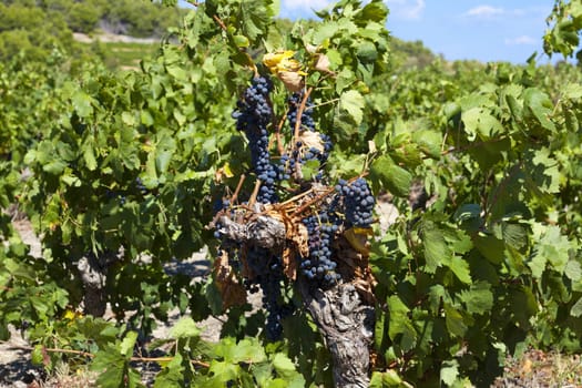 Mature grapes just before the harvest