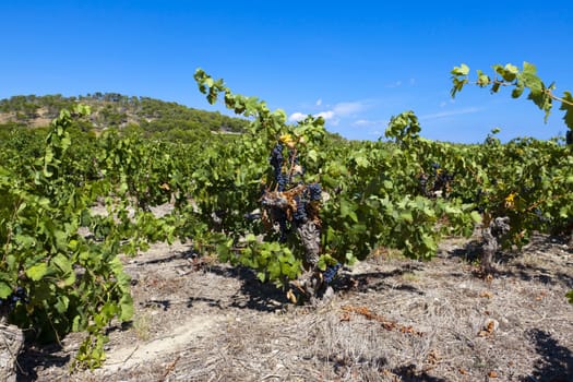 Vineyards near Gruissan in the South of France