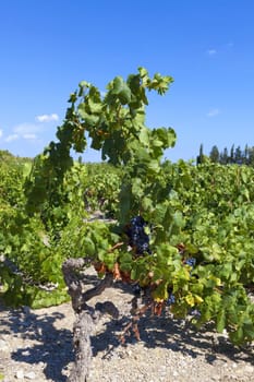 Vineyards in the wine region of the South of France