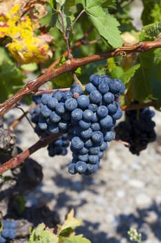 Blue grapes on the vine
