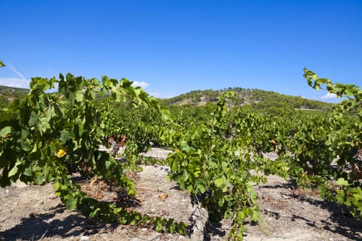 Vineyards in the Languedoc-Roussillon region