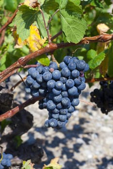 Close-up of blue ripe grapes