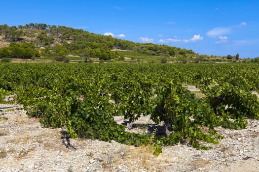 Harvest-ready grapes under a blue sky