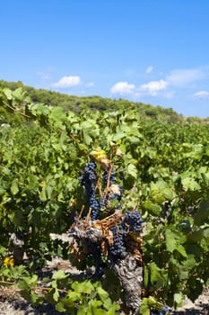 Blue grapes on vines