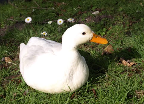 Duck