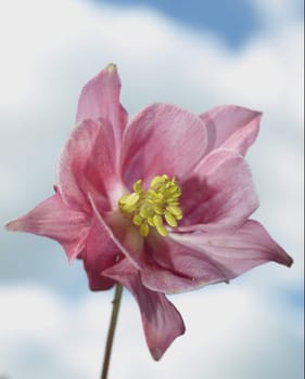 Columbine