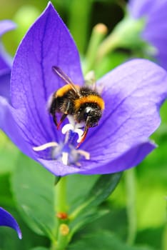 Bee collecting pollen