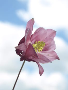 Columbine