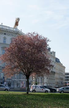 The photograph of a pink-flowered tree on a meadow in the middle of Vienna.