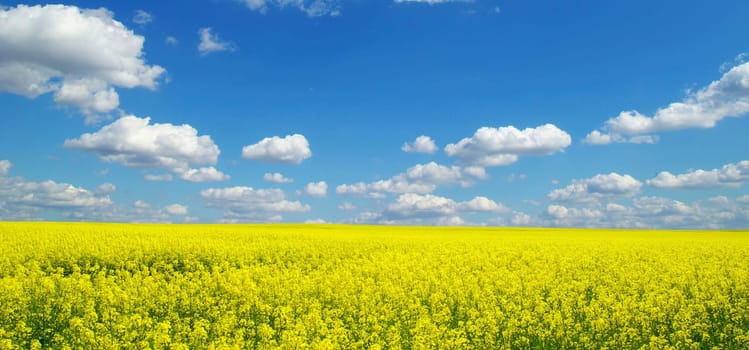 Rape field and clouds in sky