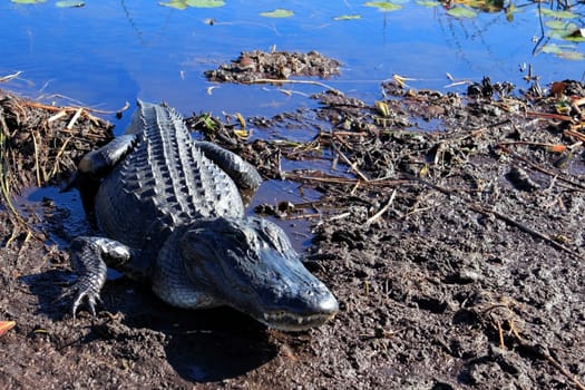 Closeup of a wild American alligator in the Florida Everglades National Park climbing out of the water in the mud on a sunny day.