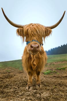 Highland cattle