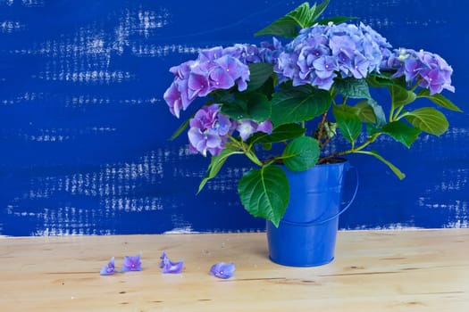 Fresh hydrangeas in front of blue rustic wall