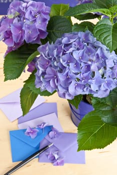 Fresh hydrangeas and small envelopes in purple-toenen