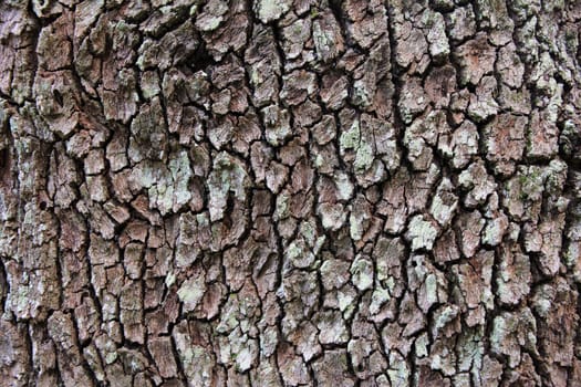 Bark