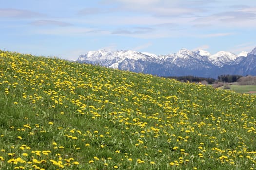 Dandelion blossom in spring