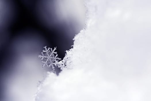 The Snow Star