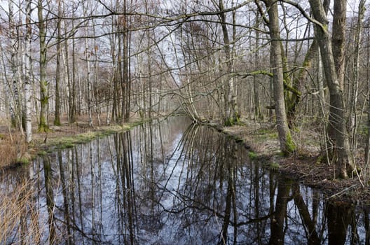 trees along the water reflecting in the water