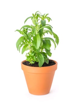 Stevia in clay pot