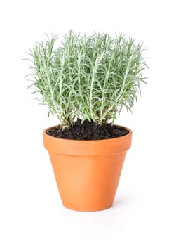 Curry wort in clay pot