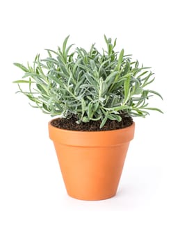 Spice lavender in clay pot