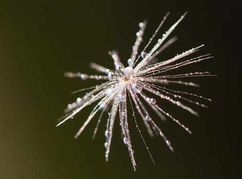 Dandelion