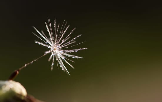 Dandelion