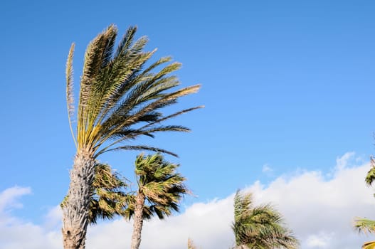 Palm Tree Blowing In The Wind Tenerife Canary Islands Spain