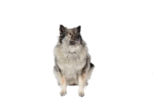 Dog in the photo studio Wolfsspitz