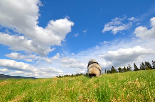 Dog Meadow Spring Gassi