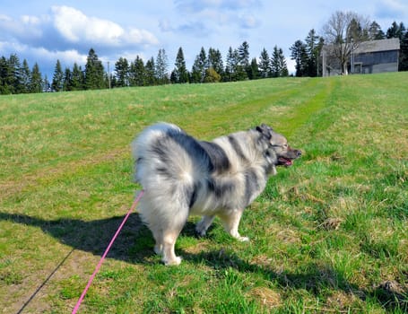 Dog Meadow Spring Gassi