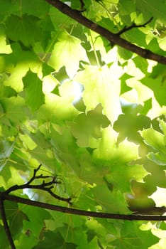 Light through the foliage