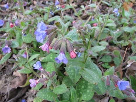 Flowering pulmonary herb