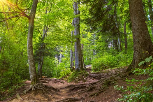 sunlight in the green forest