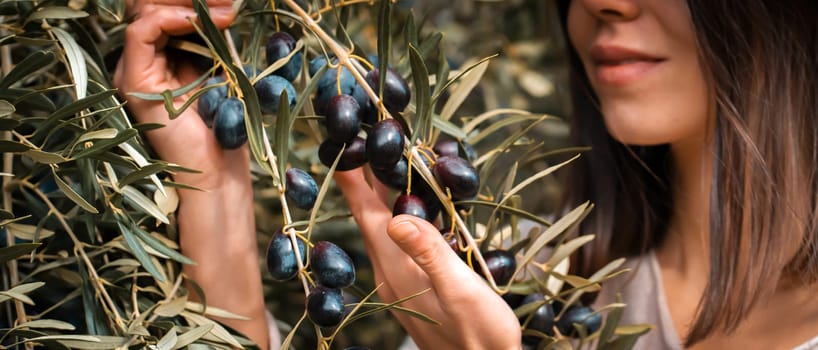 Young girl holds in her hands a branch with juicy ripe black olives at sunset, a woman is engaged in farming and gardening, develops a plantation of olive trees during the harvest, close up view.