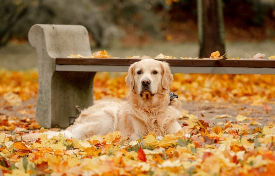 Golden retriever dog resting in autumn Park. Purebred doggy pet labrador lying in nature with tonque out