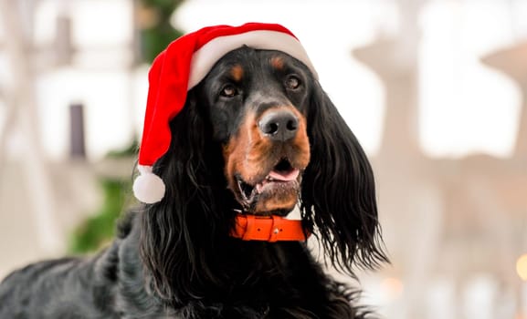 Gordon setter dog wearing Santa hat in Christmas time at home holidays portrait. Purebred pet doggy sitting and looking at camera with XMas New Year lights on background