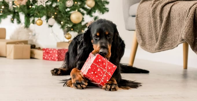 Gordon setter dog gnaws Christmas gift box at festive decorated room. Purebred pet doggy with New Year present